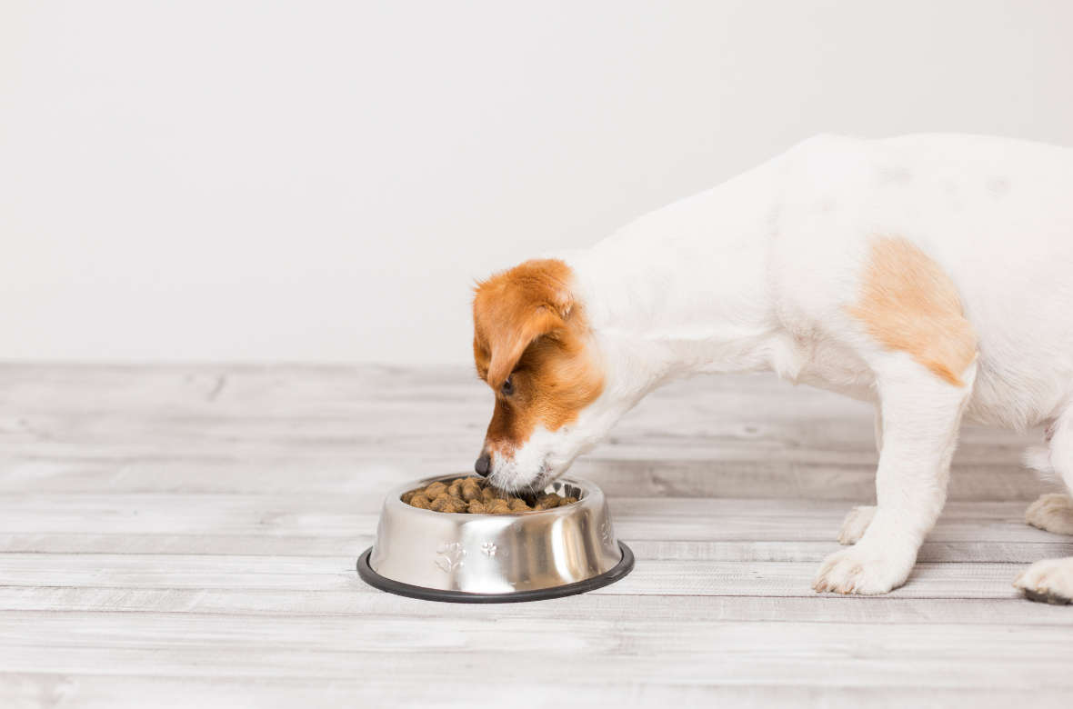 chien mangeant des croquettes fabriquees en france